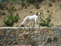 Pedigree TIPHA DU RUISSEAU DES BLAQUIERES Pedigree TIPHA DU RUISSEAU DES BLAQUIERES